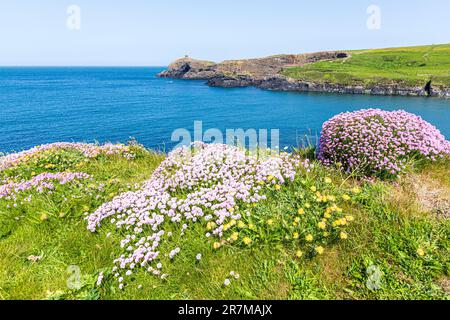 Sea Pinks (Thrift) fiorendo sulle scogliere di Abereiddy Bay sulla penisola di St David, Pembrokeshire, Galles UK. Foto Stock