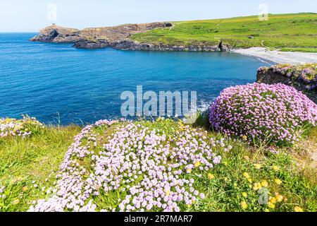 Sea Pinks (Thrift) fiorendo sulle scogliere di Abereiddy Bay sulla penisola di St David, Pembrokeshire, Galles UK. Foto Stock