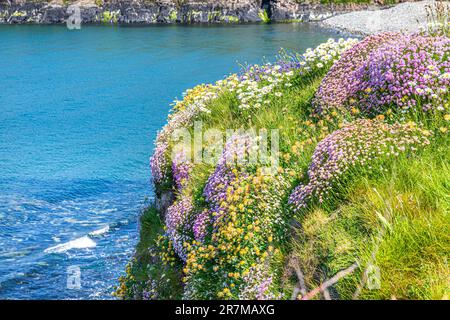 Sea Pinks (Thrift) e bue margherite che fioriscono sulle scogliere di Abereiddy Bay, Pembrokeshire, Galles UK. Foto Stock