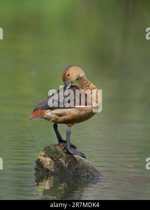 Anatra meno frizzante (Dendrocygna javanica) Foto Stock