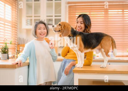 Un cucciolo di Beagle, cane che corre sul pavimento all'interno di una casa durante il giorno. Foto Stock
