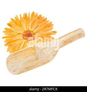 Calendula officinalis essiccata all'arancia in paletta di legno per prodotti sfusi. Illustrazione disegnata a mano con acquerello. Elemento botanico per etichette, prodotti ecologici Foto Stock