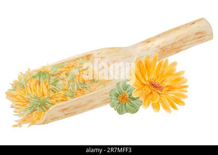 Calendula officinalis essiccata all'arancia in paletta di legno per prodotti sfusi. Illustrazione disegnata a mano con acquerello. Elemento botanico per etichette, prodotti ecologici Foto Stock