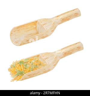 Calendula officinalis essiccata all'arancia in paletta di legno per prodotti sfusi. Illustrazione disegnata a mano con acquerello. Elemento botanico per etichette, prodotti ecologici Foto Stock