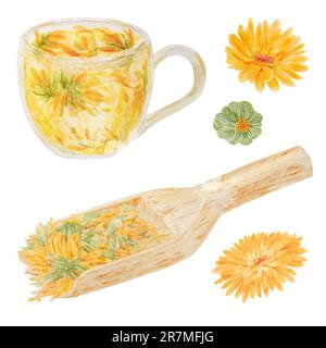 Calendula officinalis arancione in paletta di legno per prodotti sfusi e tazza di tè. Illustrazione disegnata a mano con acquerello. Elemento botanico per etichette, eco Foto Stock