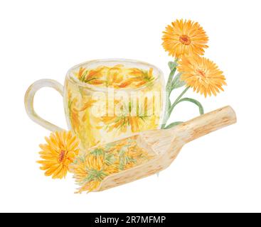 Calendula officinalis arancione in paletta di legno per prodotti sfusi e tazza di tè. Illustrazione disegnata a mano con acquerello. Elemento botanico per etichette, eco Foto Stock