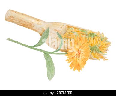 Calendula officinalis essiccata all'arancia in paletta di legno per prodotti sfusi. Illustrazione disegnata a mano con acquerello. Elemento botanico per etichette, prodotti ecologici Foto Stock
