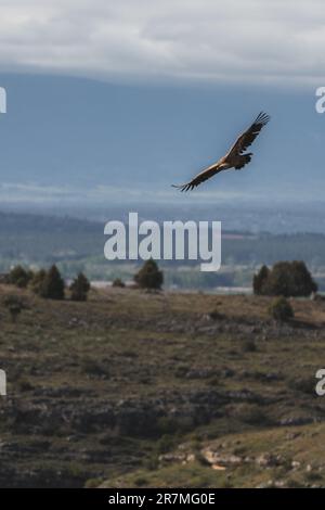 Sagomato contro l'ampio cielo, un avvoltoio si libra con le aggraziate ali tese, proiettando il suo sguardo vigile sul profondo e maestoso canyon sottostante Foto Stock