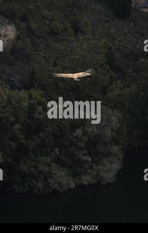 Sagomato contro l'ampio cielo, un avvoltoio si libra con le aggraziate ali tese, proiettando il suo sguardo vigile sul profondo e maestoso canyon sottostante Foto Stock