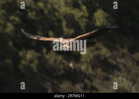 Sagomato contro l'ampio cielo, un avvoltoio si libra con le aggraziate ali tese, proiettando il suo sguardo vigile sul profondo e maestoso canyon sottostante Foto Stock