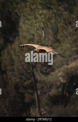 Sagomato contro l'ampio cielo, un avvoltoio si libra con le aggraziate ali tese, proiettando il suo sguardo vigile sul profondo e maestoso canyon sottostante Foto Stock