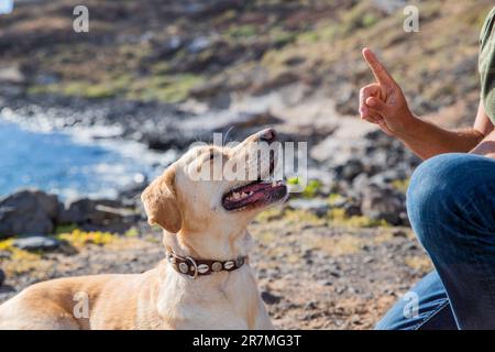 Un addestratore canino forma un cane per obbedire ai suoi ordini, labrador Retriever addestrato. Foto Stock