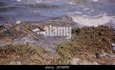 Odessa, Ucraina. 16th giugno, 2023. Un primo piano di detriti galleggianti ha raggiunto le spiagge del Mar Nero a Odessa, Ucraina. Disastro ambientale causato dall'esplosione della diga della centrale idroelettrica di Kakhovka (Credit Image: © Andrey Nekrasov/ZUMA Press Wire) SOLO USO EDITORIALE! Non per USO commerciale! Foto Stock