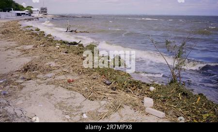 Odessa, Ucraina. 16th giugno, 2023. Alberi con detriti galleggianti ha raggiunto la zona costiera del Mar Nero a Odessa, Ucraina. Disastro ambientale causato dall'esplosione della diga della centrale idroelettrica di Kakhovka (Credit Image: © Andrey Nekrasov/ZUMA Press Wire) SOLO USO EDITORIALE! Non per USO commerciale! Foto Stock