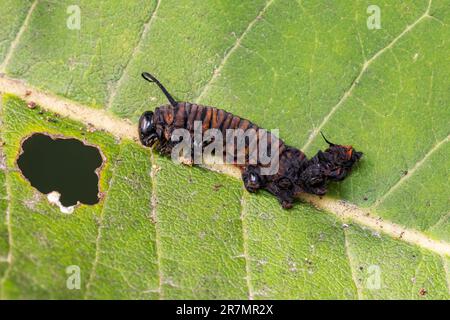 Monarca farfalla bruco morto da Tachinid mosca parassitaria infezione. Conservazione degli insetti e della natura, conservazione dell'habitat e farfalla monarca Foto Stock