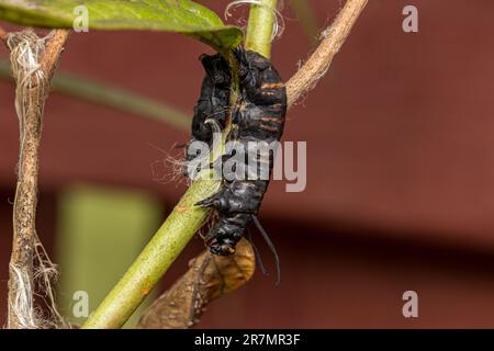 Monarca farfalla bruco morto da Tachinid mosca parassitaria infezione. Conservazione degli insetti e della natura, conservazione dell'habitat e farfalla monarca Foto Stock