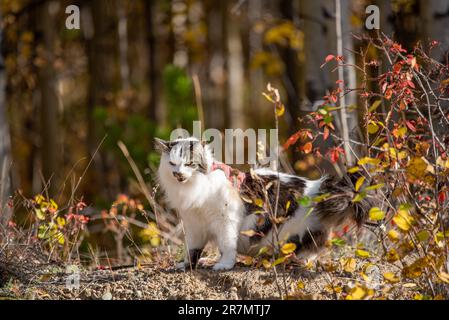 Splendido gatto incrociato bianco, nero e marrone del Maine Coone con occhi arancioni accesi che annaffiano e si risvegliano tra gli alberi e i cespugli nella stagione autunnale. Foto Stock