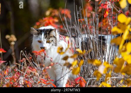 Splendido gatto incrociato bianco, nero e marrone del Maine Coone con occhi arancioni accesi che annaffiano e si risvegliano tra gli alberi e i cespugli nella stagione autunnale. Foto Stock