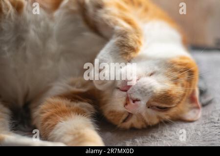 Zenzero e gatto bianco con pancia, piedi, viso, baffi e arrotolati su sfondo coperto grigio. Dormi, felino felice. Foto Stock