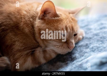 Adorabile gatto zenzero che dorme sulla zampa mentre si stende su una coperta blu e grigia. Foto Stock
