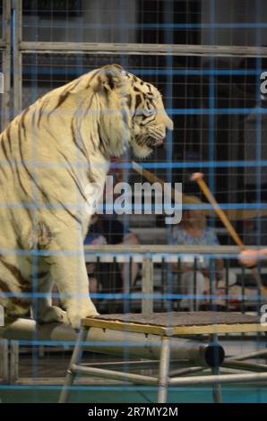 Animali in gabbia in un circo in Florida; grandi gatti che si esibiscono per il pubblico Foto Stock