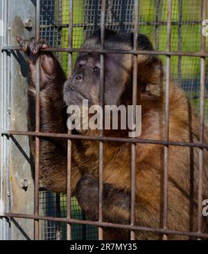 Animali in gabbia in un circo in Florida; grandi gatti che si esibiscono per il pubblico Foto Stock