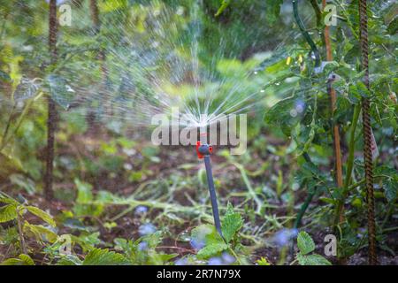 Sistema di irrigazione a goccia che innaffia il giardino. Irrigazione automatica meccanica. Foto Stock