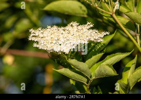 primo piano di un fiore anziano nella stagione primaverile Foto Stock