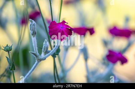 Silene coronaria - campione rosa - primo piano fiori. Altri nomi comuni includono polvere miller, mullein-rosa e sanguinoso William. Foto Stock