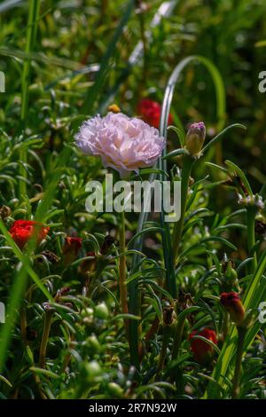 Nome scientifico: Rosa centifolia var. muscosa. fiorisce alle nove del mattino. bello da guardare. rosa e bianco con foglie appuntite. Foto Stock