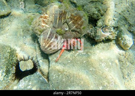 Grande granchio eremita rosso - Dardanus calidus Foto Stock