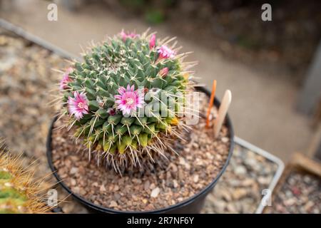 Piante Cactus in un giardino botanico ben mantenuto. Foto Stock