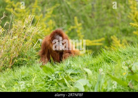 Orangutan borneano nella natura selvaggia. Orangutan centrale del Borneo Foto Stock