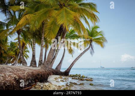 Un idilliaco scenario di alte palme che si erge accanto a un tranquillo oceano turchese, l'isola di Saona Foto Stock