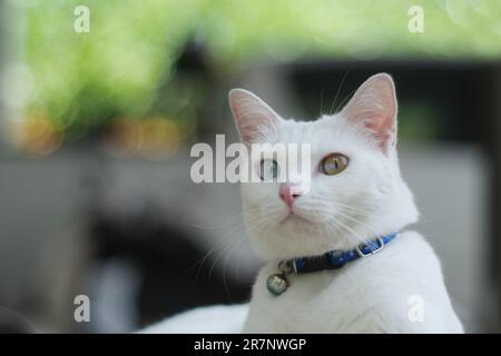 Vicino a Khao Manee Cat hanno 2 colori diamante sugli occhi. Foto Stock