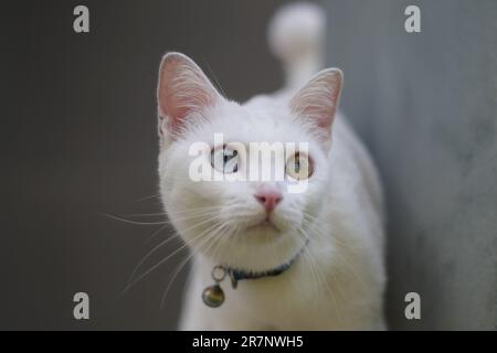 Vicino a Khao Manee Cat hanno 2 colori diamante sugli occhi. Foto Stock