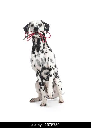 Adorabile cane dalmata che tiene il guinzaglio in bocca su sfondo bianco Foto Stock