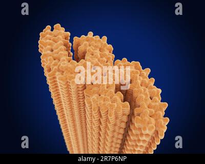 Illustrazione di filamenti di proteina tau. Il Tau è una proteina neurale abbondante che gioca un ruolo nella stabilizzazione dei microtubuli, parte del citoscheletro, nei neuroni (cellule nervose). Le aggregazioni filamentose di tau si trovano nel morbo di Alzheimer e in altri disturbi neurodegenerativi. Foto Stock