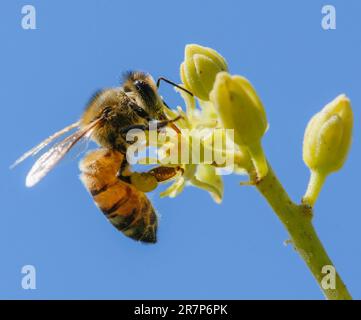 Ape miele raccolta nettare da fiori su una piantagione di avocado. Fotografato in Israele nel mese di marzo. Foto Stock