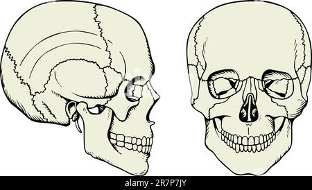 Cranio umano isolato su bianco Illustrazione Vettoriale