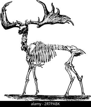 Scheletro animale isolato su bianco Illustrazione Vettoriale