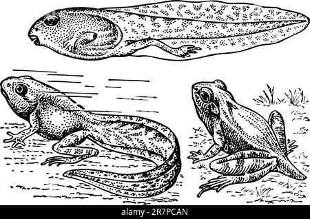 Tadpole e rana isolati su bianco Illustrazione Vettoriale