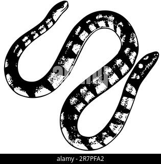 Serpente isolato su bianco Illustrazione Vettoriale