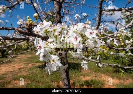 Fioritura del ramo di pera. Fiori di pera con piccoli fiori bianchi. Fioritura primaverile di alberi da frutto. Sfondo sfocato. Foto Stock