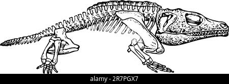 Scheletro animale isolato su bianco Illustrazione Vettoriale