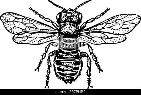 Carder bee isolato su bianco Illustrazione Vettoriale