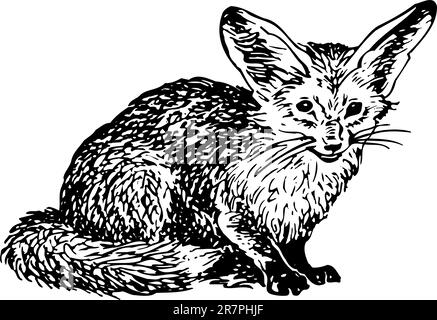 Otocyon megalotis isolato su bianco Illustrazione Vettoriale