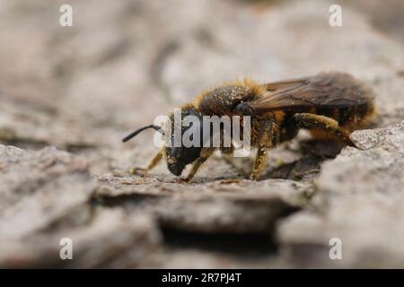 Primo piano su una femmina di un'ape muratrice che alloggia lumaca, Osmia rufohirta seduta su legno Foto Stock