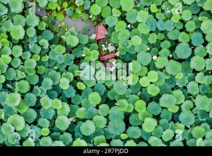 Huzhou, la provincia cinese di Zhejiang. 16th giugno, 2023. Questa foto aerea mostra un villager che va a canottare una barca mentre raccoglie fiori di loto e foglie per fare souvenir turistici nel villaggio Quanxin di Donglin Town, Huzhou, provincia di Zhejiang nella Cina orientale, 16 giugno 2023. Nell'ambito del Green Rural Revival Program di Zhejiang, Donglin Town si è concentrata sulla costruzione di una splendida campagna basata sulle sue risorse culturali e naturali, facendo ogni sforzo per raggiungere uno sviluppo verde e sostenibile, pur mantenendo i guadagni economici. Credit: Xu Yu/Xinhua/Alamy Live News Foto Stock