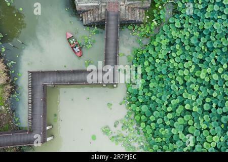 Huzhou, la provincia cinese di Zhejiang. 16th giugno, 2023. Questa foto aerea mostra un villager che va a canottare una barca mentre raccoglie fiori di loto e foglie per fare souvenir turistici nel villaggio Quanxin di Donglin Town, Huzhou, provincia di Zhejiang nella Cina orientale, 16 giugno 2023. Con il Green Rural Revival Program di Zhejiang, Donglin Town si è concentrata sulla costruzione di una splendida campagna basata sulle sue risorse culturali e naturali, facendo ogni sforzo per raggiungere uno sviluppo verde e sostenibile, mantenendo al contempo i guadagni economici. Credit: Xu Yu/Xinhua/Alamy Live News Foto Stock